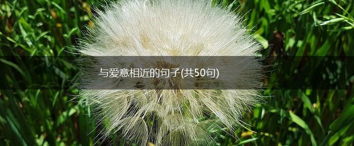与爱意相近的句子(共50句),第1张