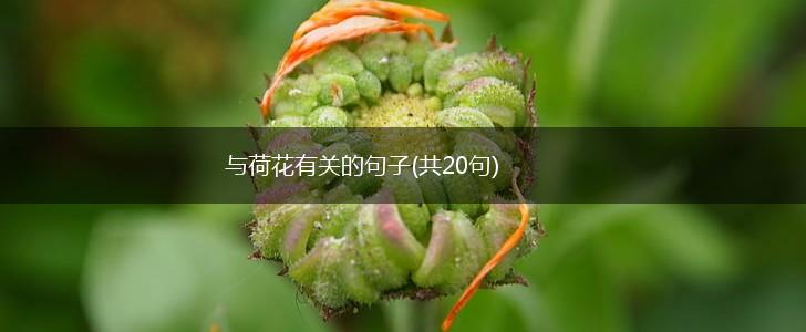 与荷花有关的句子(共20句),第1张