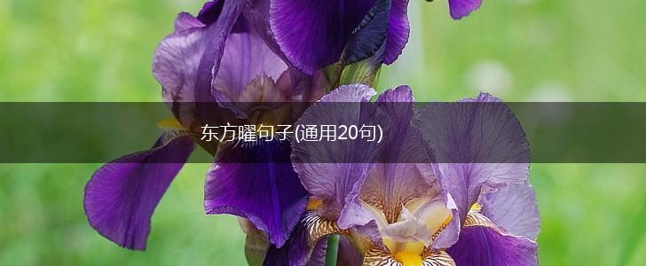 东方曜句子(通用20句),第1张