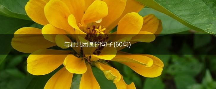 与君共团圆的句子(60句),第1张