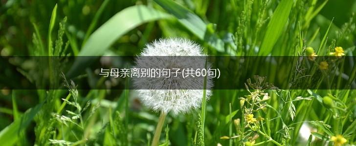 与母亲离别的句子(共60句),第1张