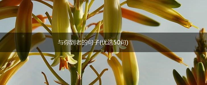 与你到老的句子(优选50句),第1张