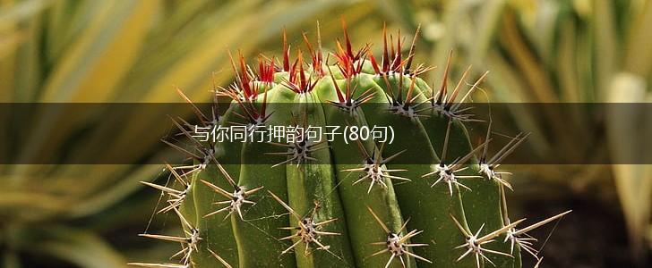 与你同行押韵句子(80句),第1张