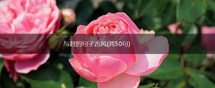与君的句子古风(共50句),第1张