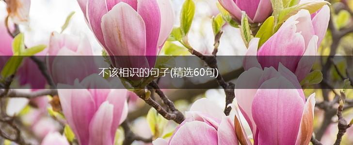 不该相识的句子(精选60句),第1张