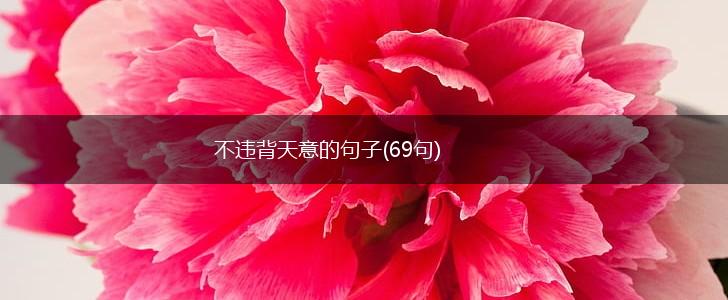 不违背天意的句子(69句),第1张