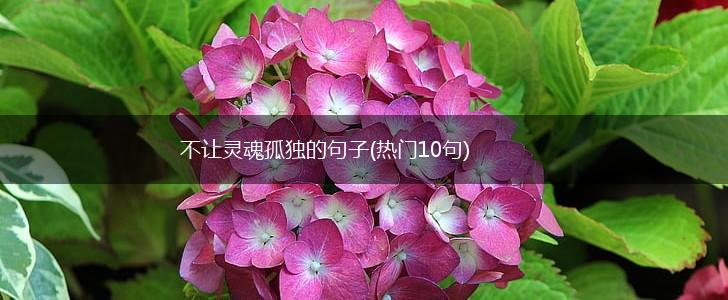 不让灵魂孤独的句子(热门10句),第1张