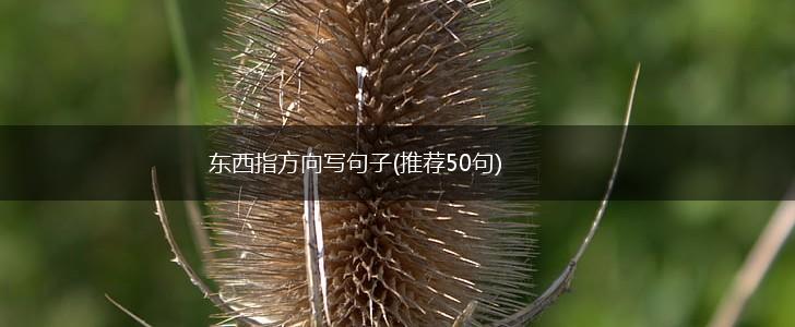 东西指方向写句子(推荐50句),第1张