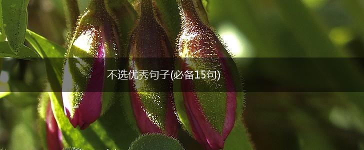 不选优秀句子(必备15句),第1张
