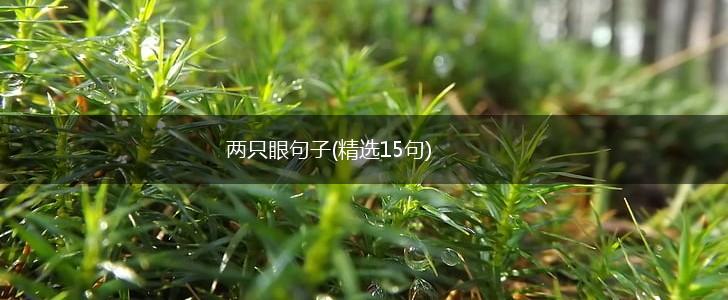 两只眼句子(精选15句),第1张