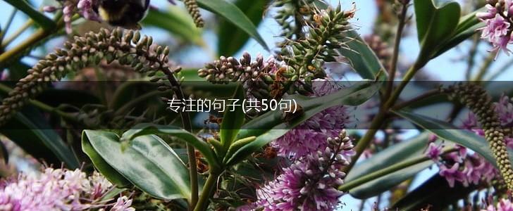 专注的句子(共50句),第1张