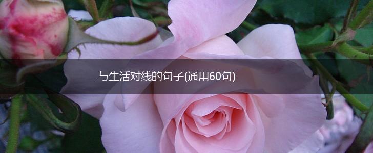 与生活对线的句子(通用60句),第1张