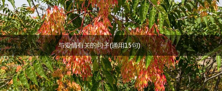 与爱情有关的句子(通用15句),第1张