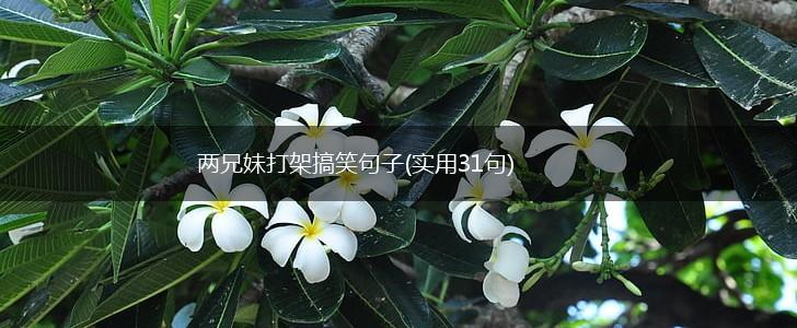 两兄妹打架搞笑句子(实用31句),第1张