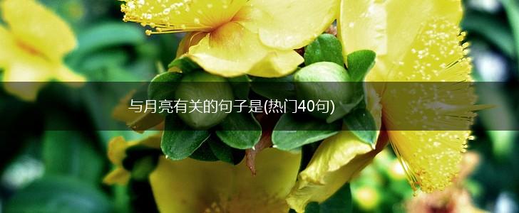 与月亮有关的句子是(热门40句),第1张