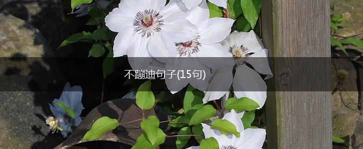 不蹦迪句子(15句),第1张