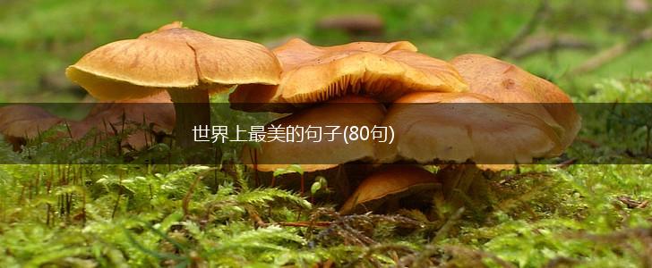 世界上最美的句子(80句),第1张