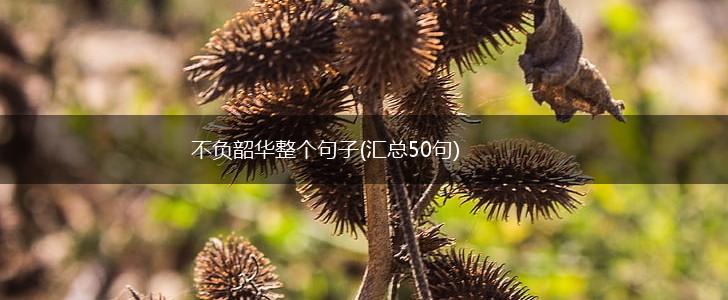 不负韶华整个句子(汇总50句),第1张
