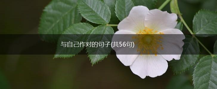 与自己作对的句子(共56句),第1张