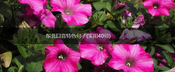 东北口音特色句子(实用40句),第1张