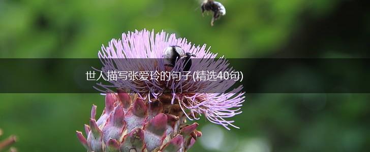 世人描写张爱玲的句子(精选40句),第1张