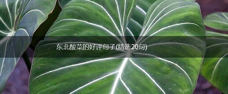 东北酸菜的好评句子(精选20句),第1张
