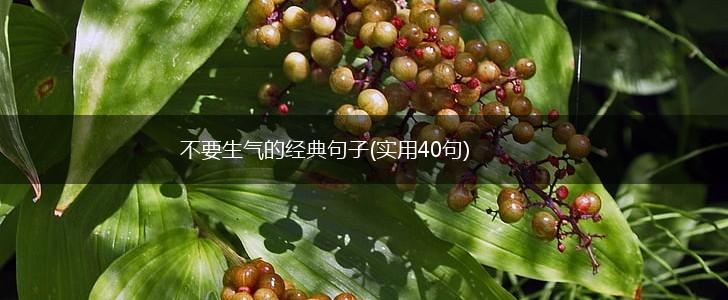 不要生气的经典句子(实用40句),第1张