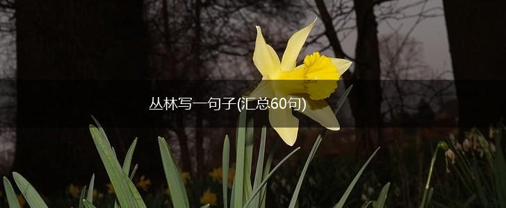 丛林写一句子(汇总60句),第1张