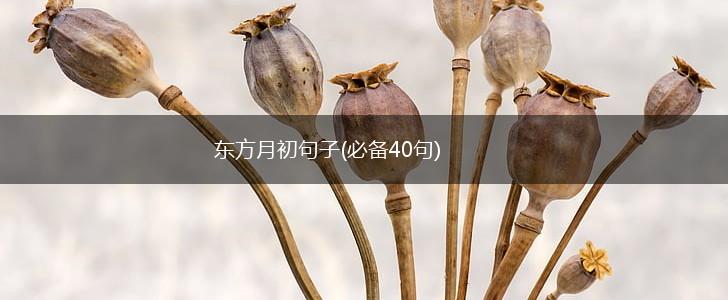 东方月初句子(必备40句),第1张