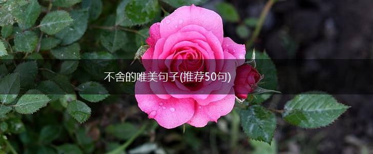不舍的唯美句子(推荐50句),第1张