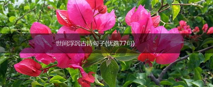世间浮沉古诗句子(优选77句),第1张