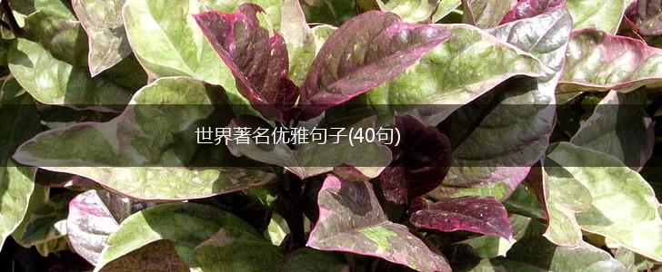 世界著名优雅句子(40句),第1张