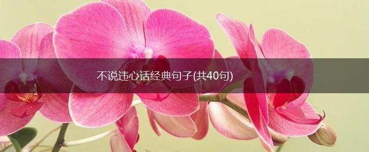 不说违心话经典句子(共40句),第1张