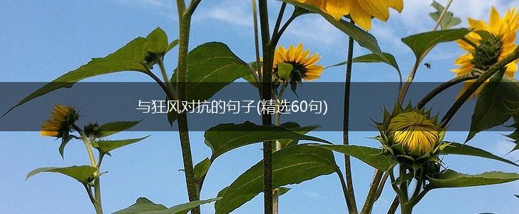 与狂风对抗的句子(精选60句),第1张