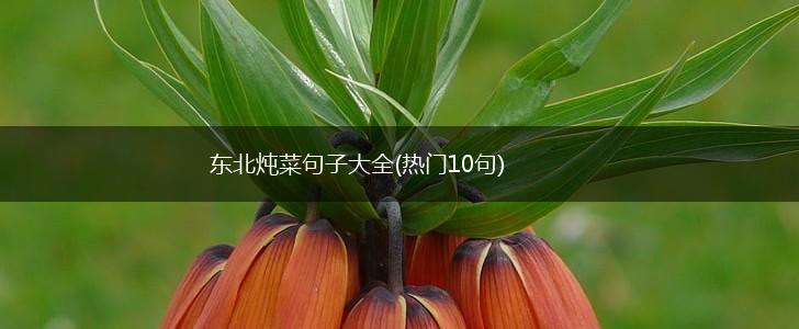 东北炖菜句子大全(热门10句),第1张