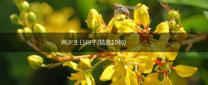 两岁生日句子(精选10句),第1张