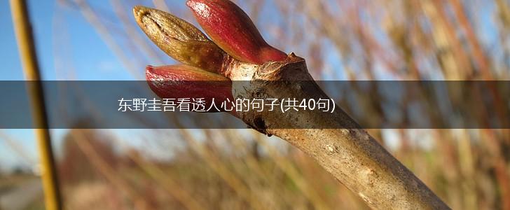 东野圭吾看透人心的句子(共40句),第1张