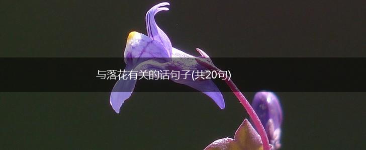 与落花有关的话句子(共20句),第1张