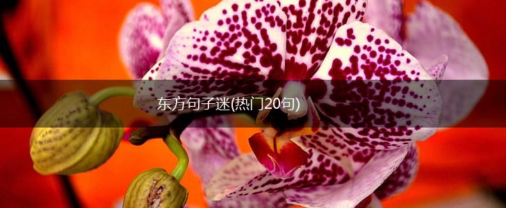 东方句子迷(热门20句),第1张
