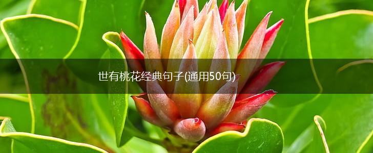 世有桃花经典句子(通用50句),第1张