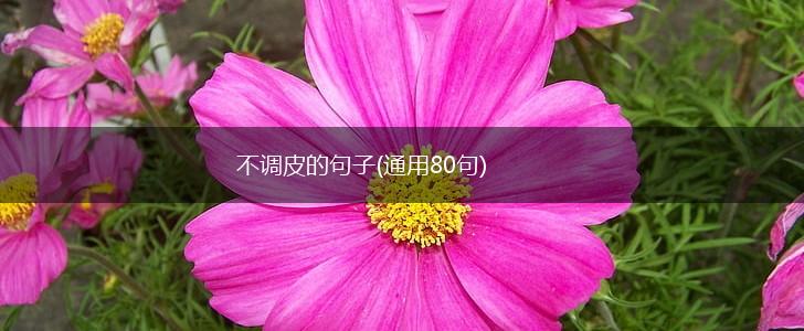 不调皮的句子(通用80句),第1张