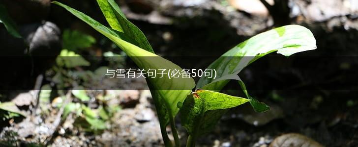 与雪有关句子(必备50句),第1张