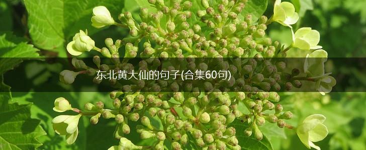 东北黄大仙的句子(合集60句),第1张