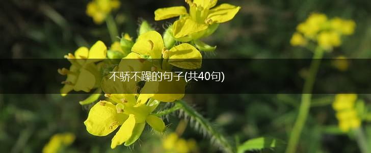 不骄不躁的句子(共40句),第1张