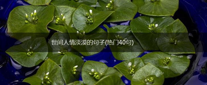 世间人情淡漠的句子(热门40句),第1张