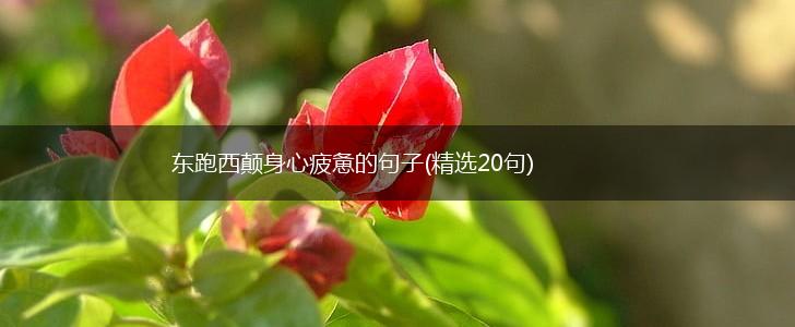 东跑西颠身心疲惫的句子(精选20句),第1张