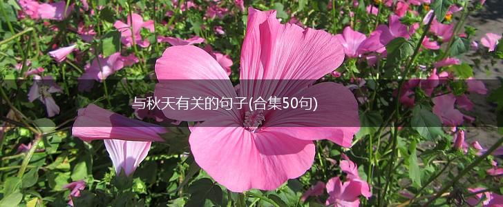 与秋天有关的句子(合集50句),第1张