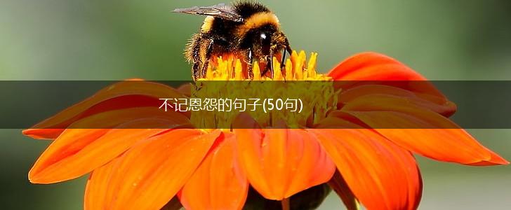 不记恩怨的句子(50句),第1张