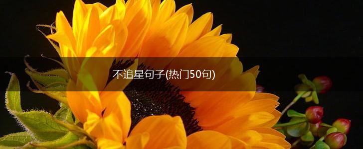 不追星句子(热门50句),第1张