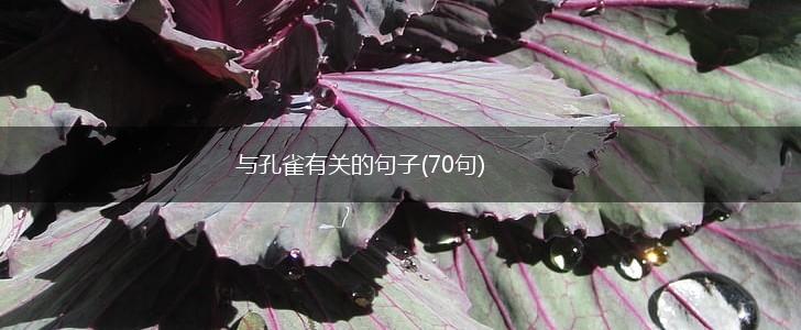 与孔雀有关的句子(70句),第1张